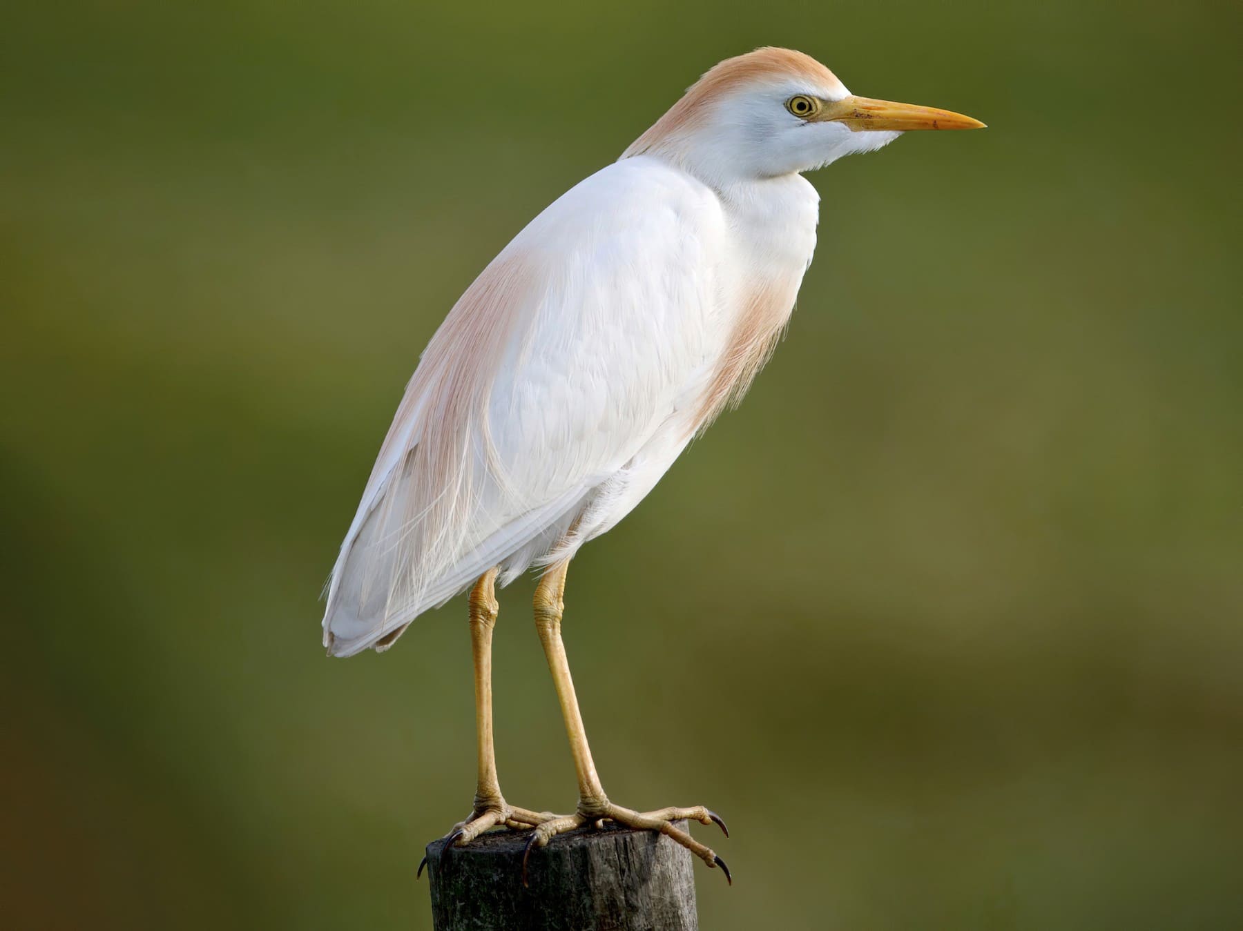 Cattle Egret